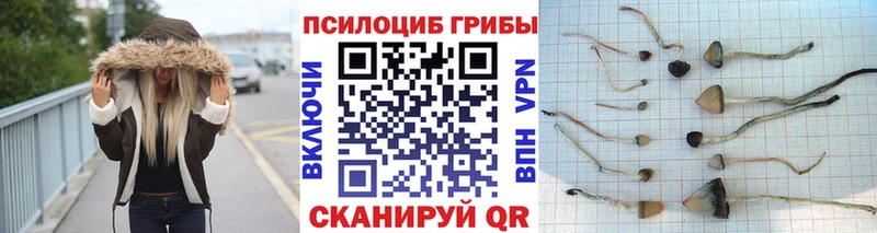 Галлюциногенные грибы Psilocybe  Жуковка 